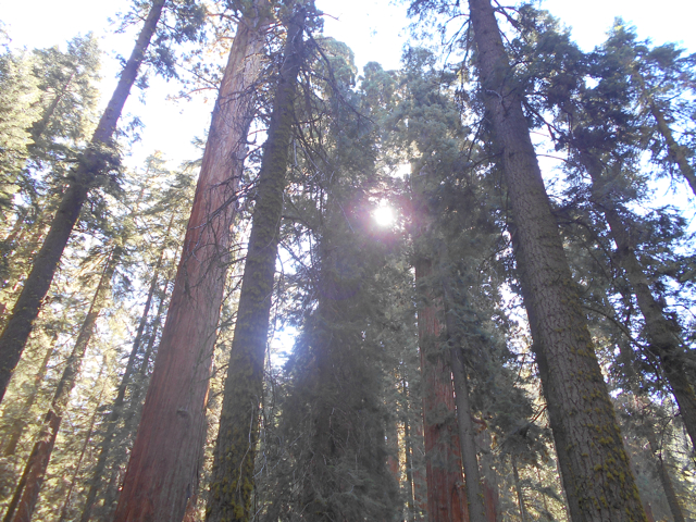 Giant sequoias