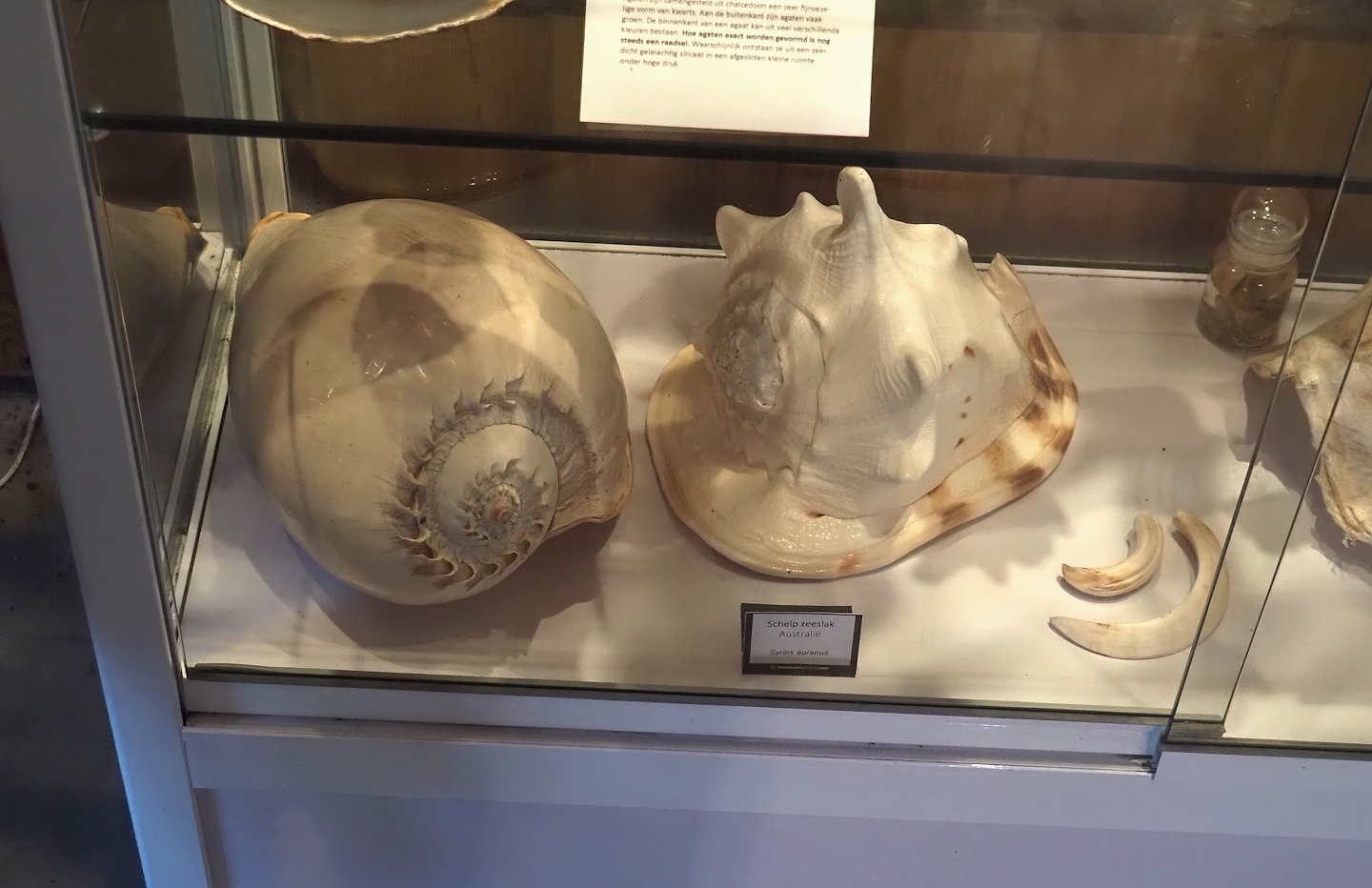 Giant shells, 2025-04-12