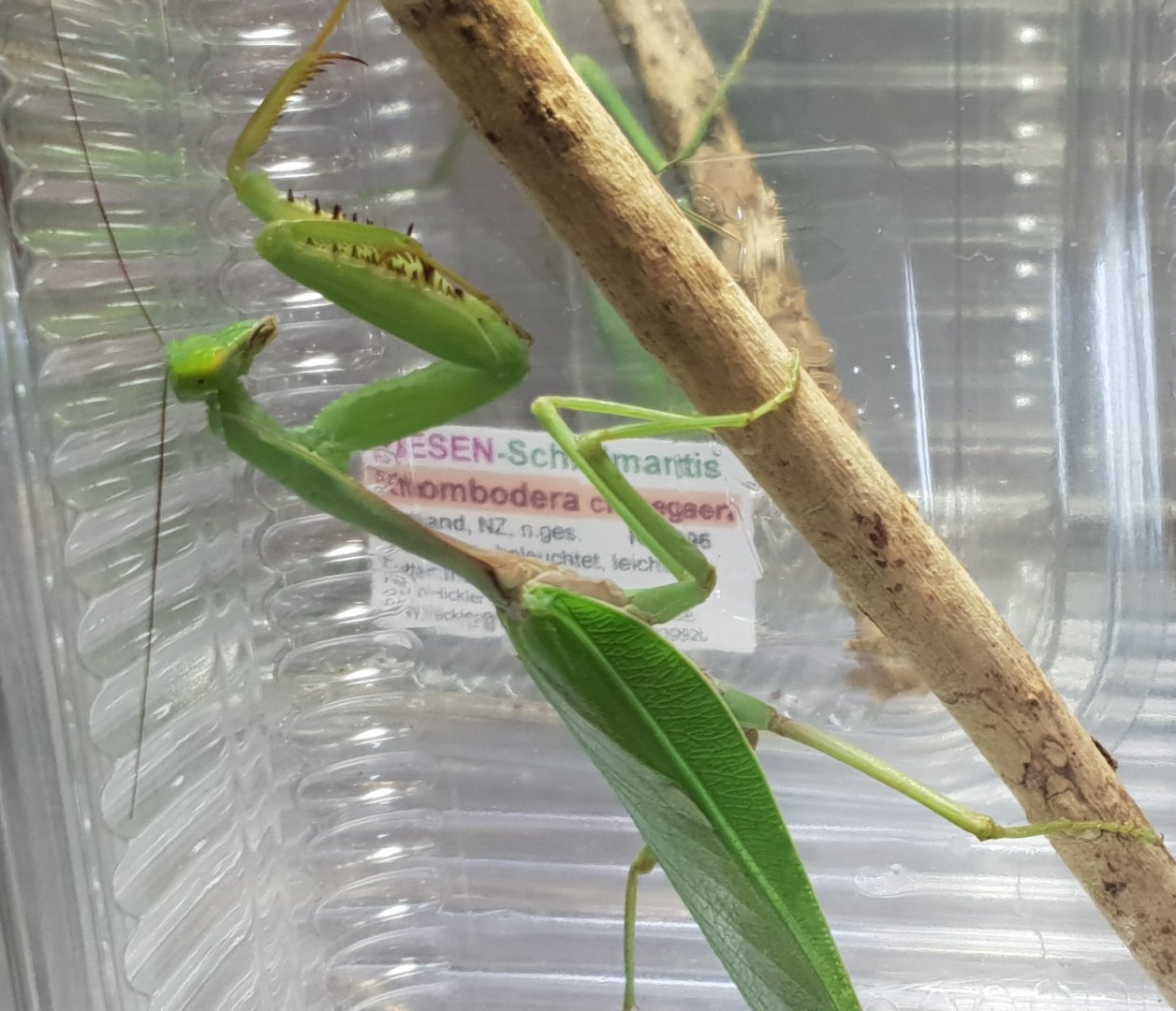 Giant shield mantis - Rhombodera cf megaera