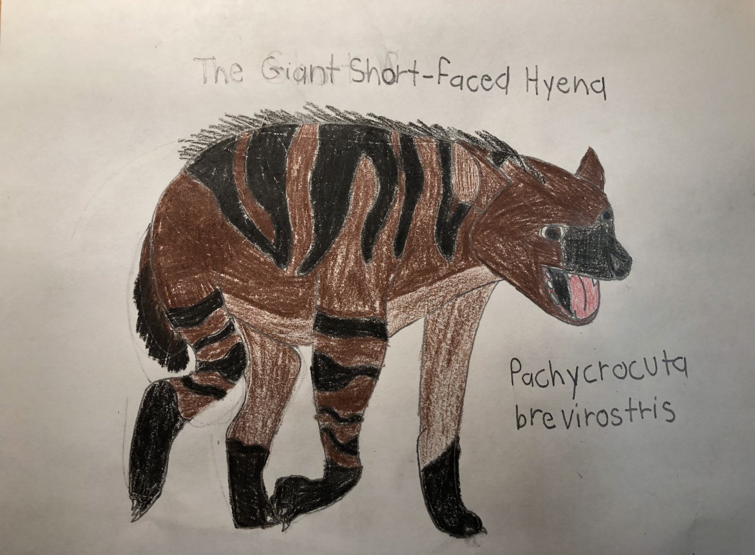 Giant short-faced hyena (Pachycrocuta brevirostus)