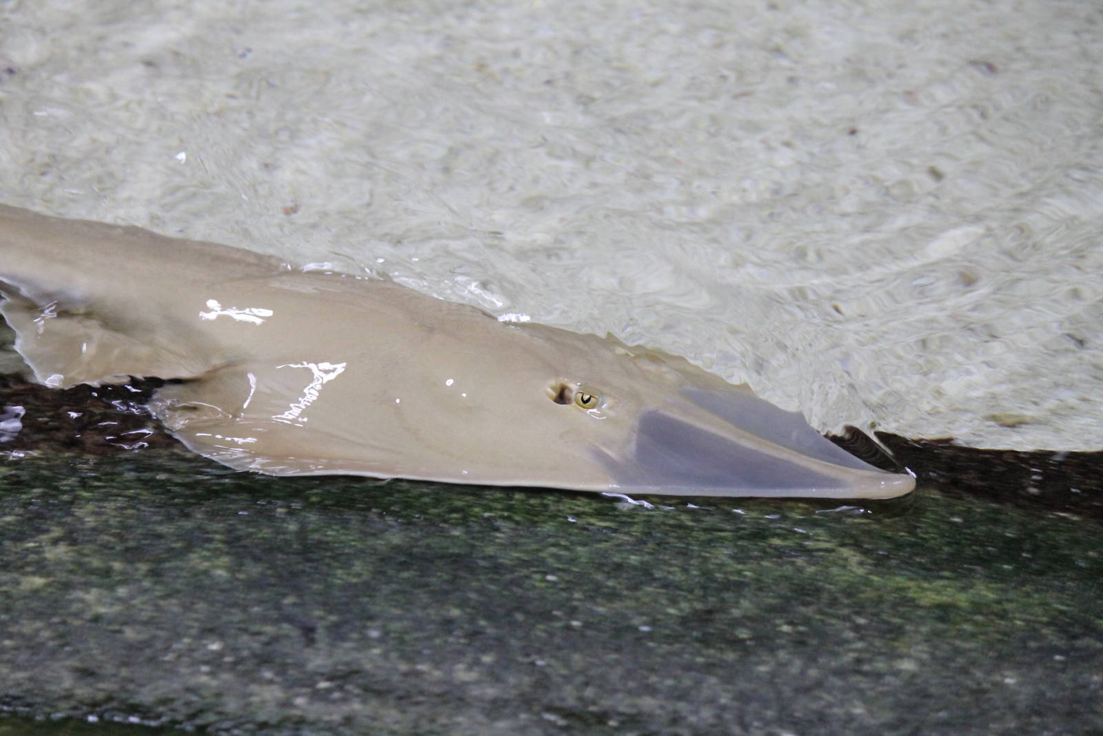 Giant shovelnose ray, Burgers' Ocean