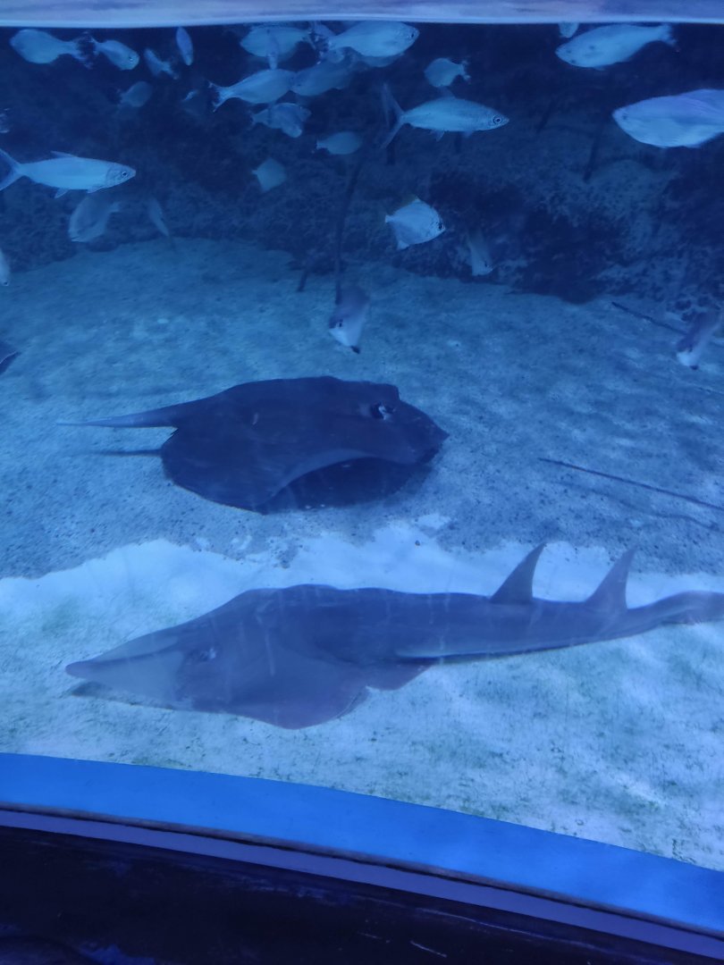 Giant Shovelnose Ray (Glaucostegus typus) and Mangrove Whipray (Urogymnus granulata)