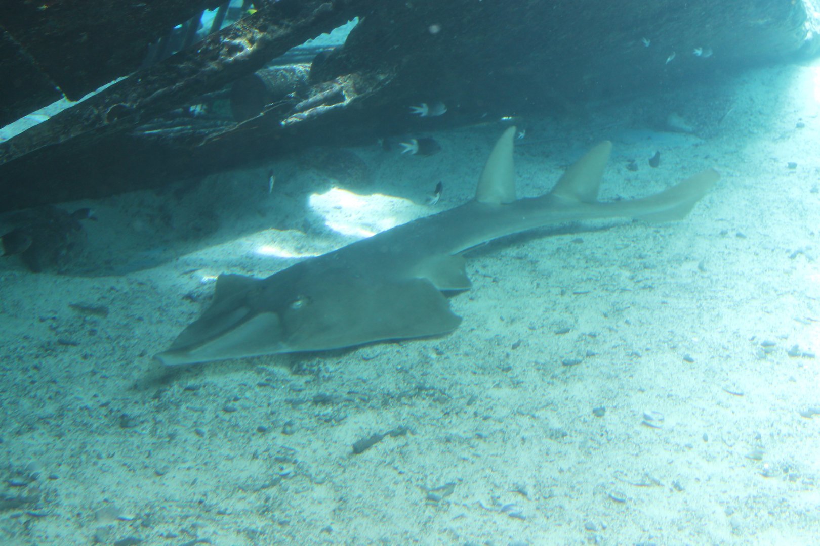 Giant Shovelnose Ray (Rhinobatos typus)