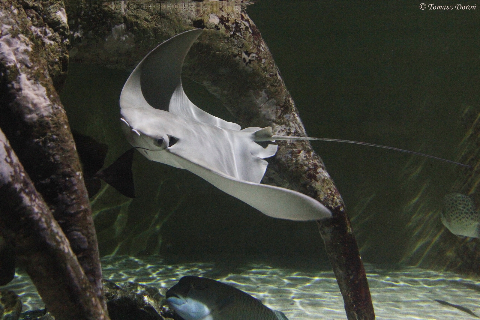 Giant Shovelnose Ray (Rhinoptera bonasus), July 2015
