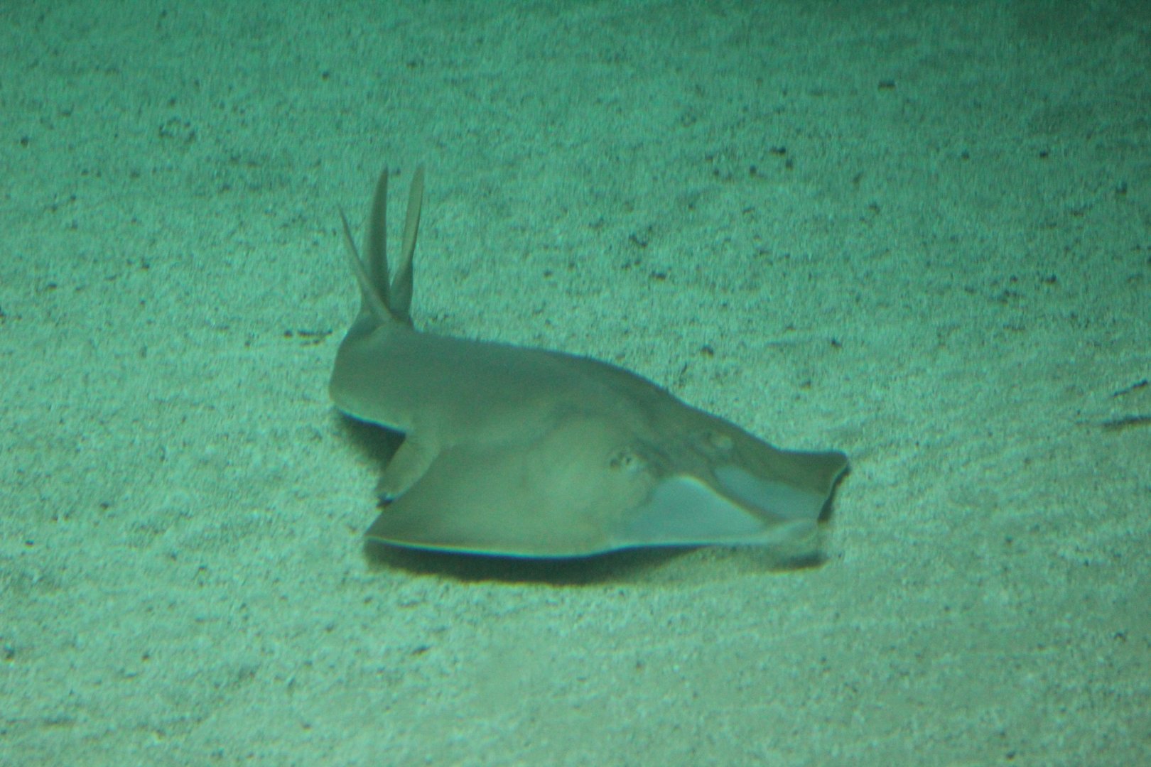 Giant Shovelnose Ray