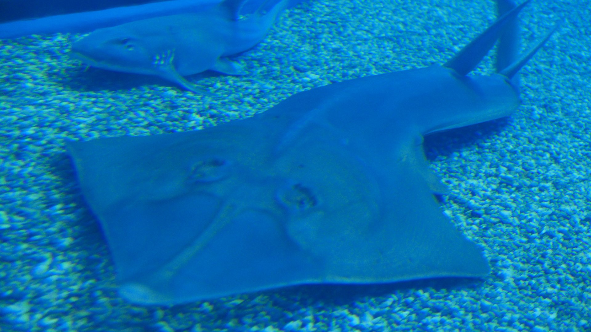 Giant Shovelnose Ray