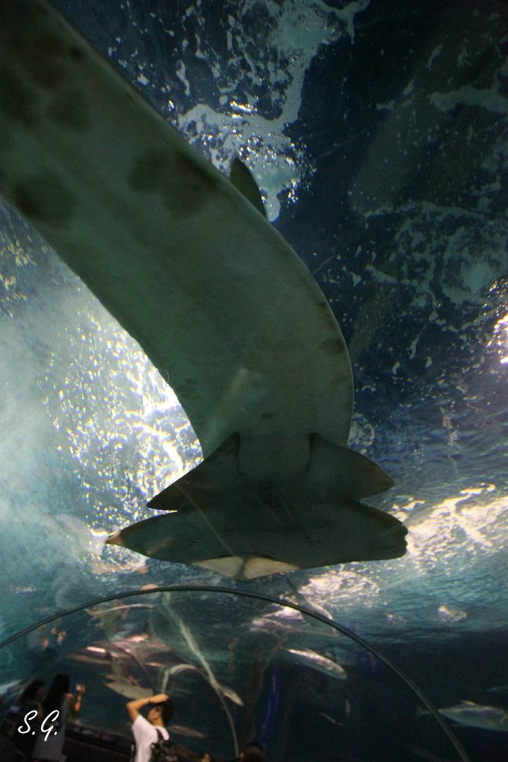 Giant shovelnose ray
