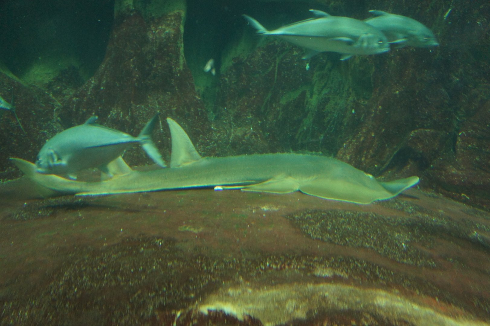 Giant Shovelnose Ray
