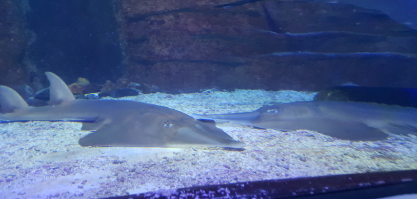 Giant Shovelnose Ray