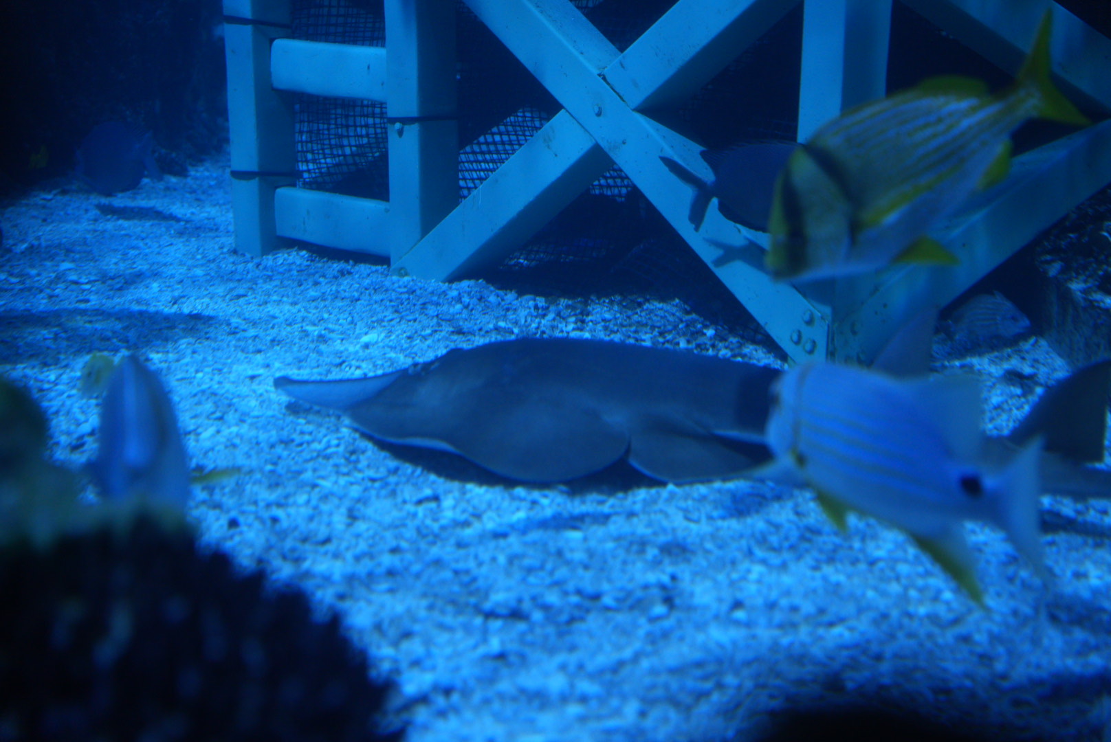 Giant Shovelnose Ray