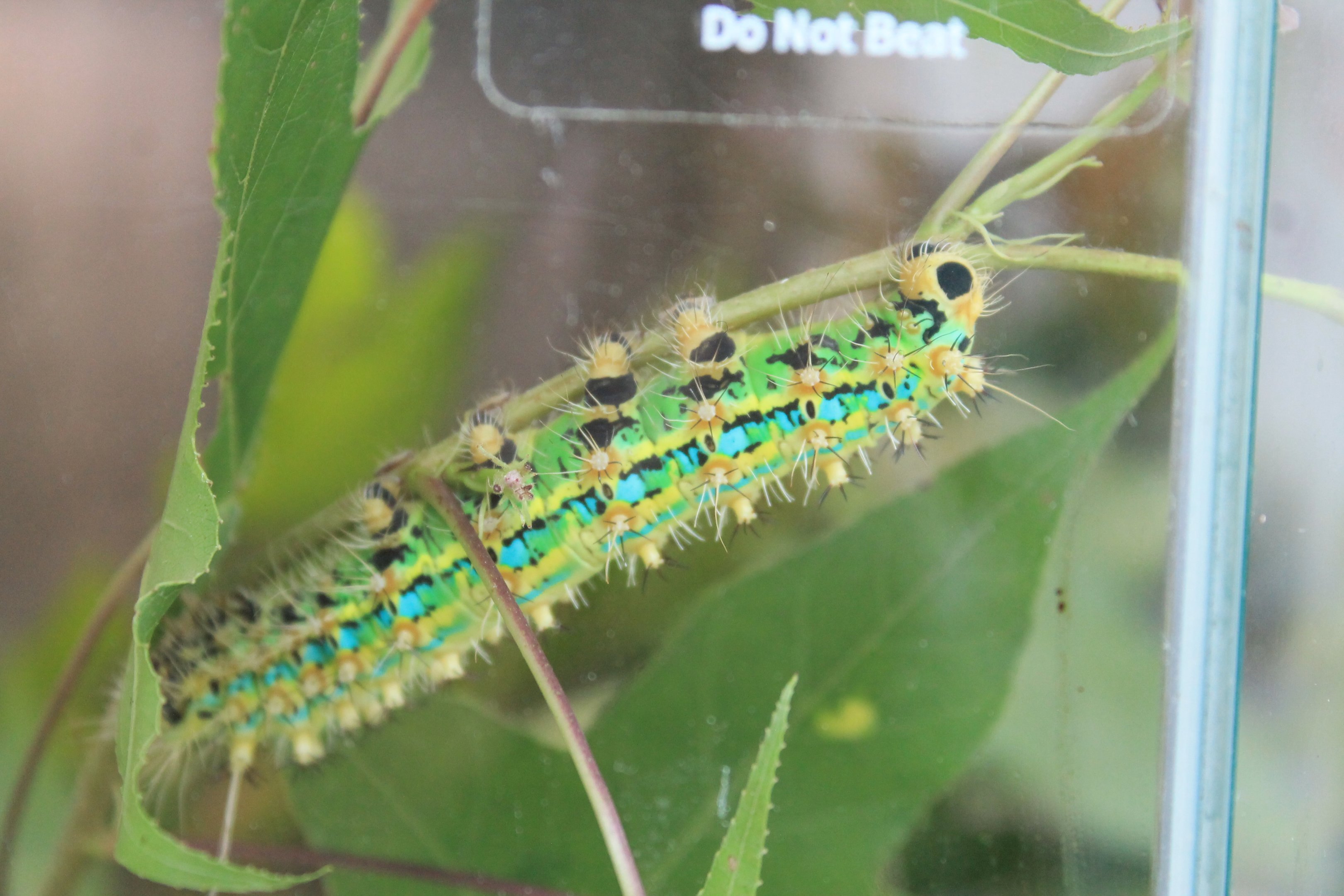 Giant Silkworm (Saturnia pyretorum) caterpillar