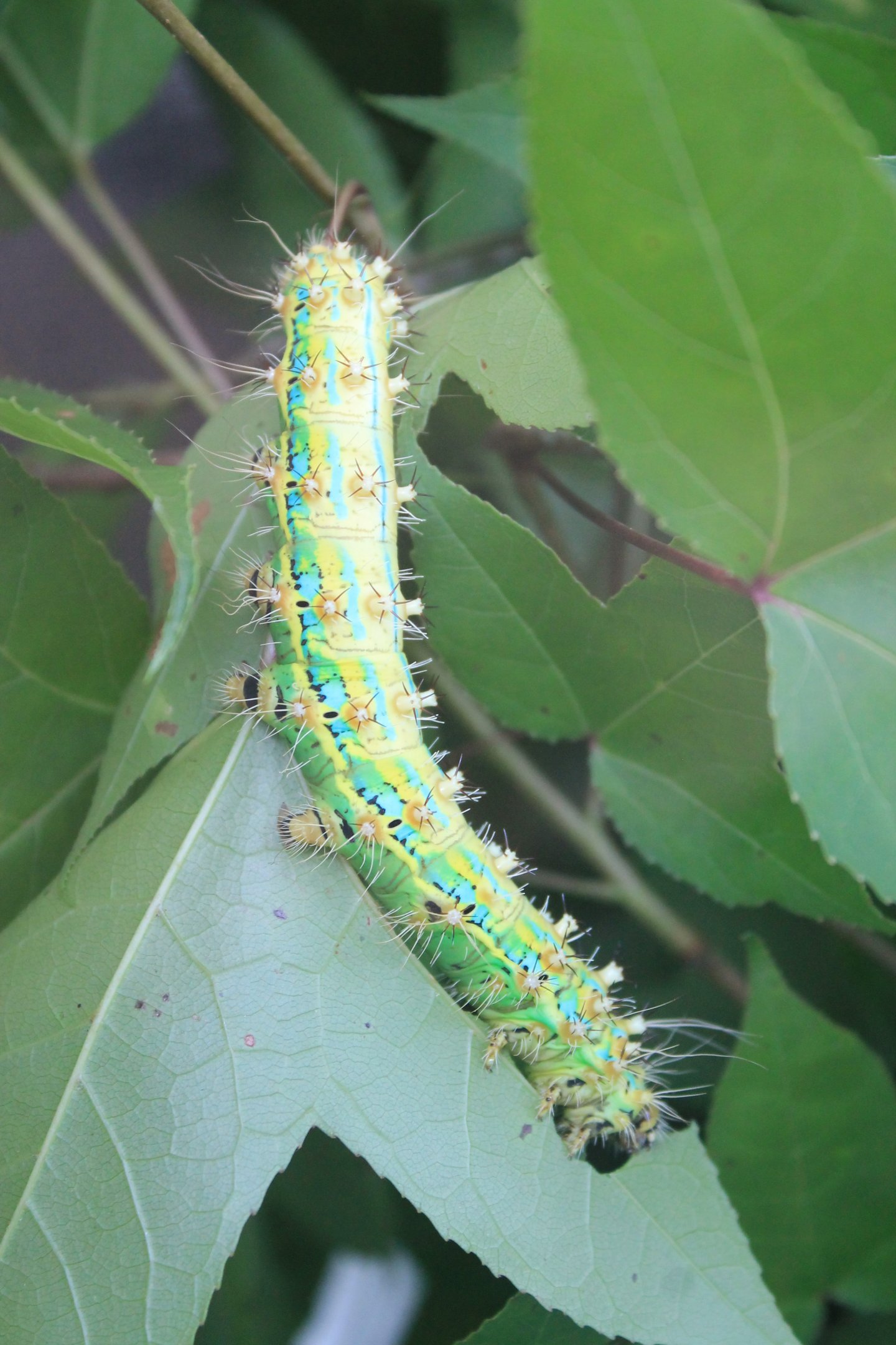 Giant Silkworm (Saturnia pyretorum) caterpillar