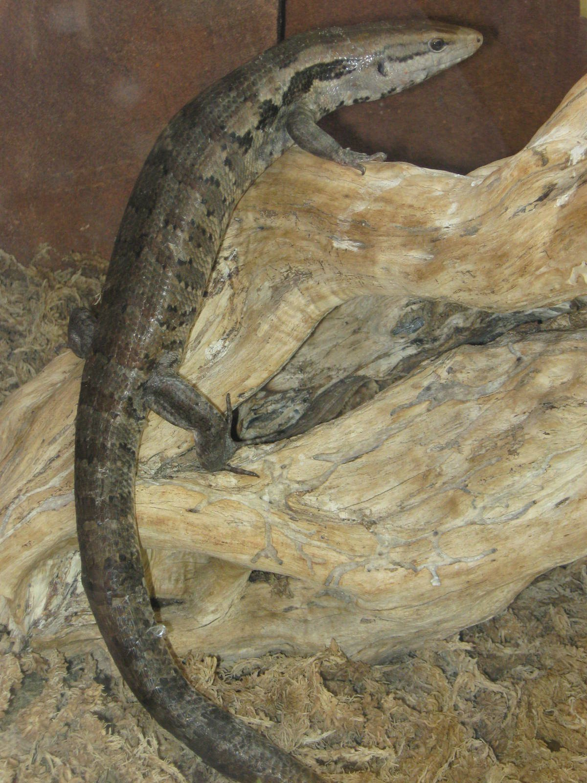 giant skink (Phoboscincus garnieri)