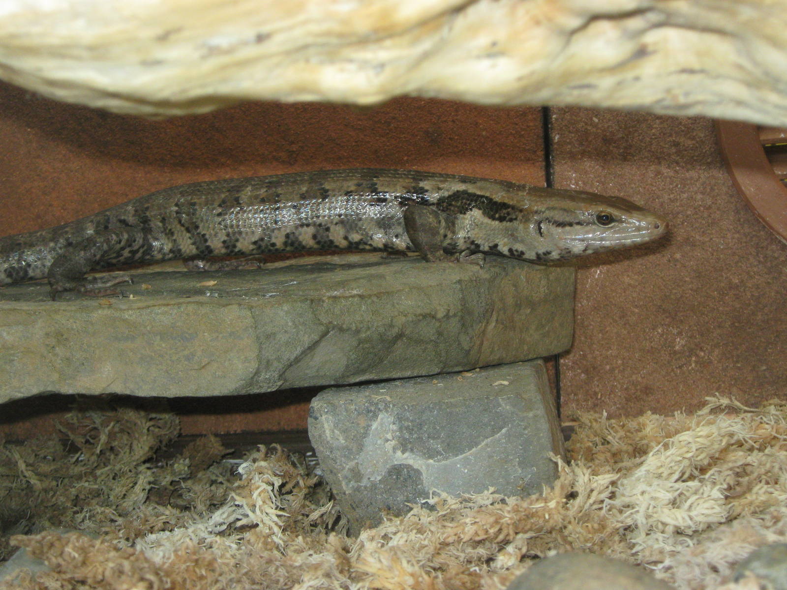 giant skink (Phoboscincus garnieri)