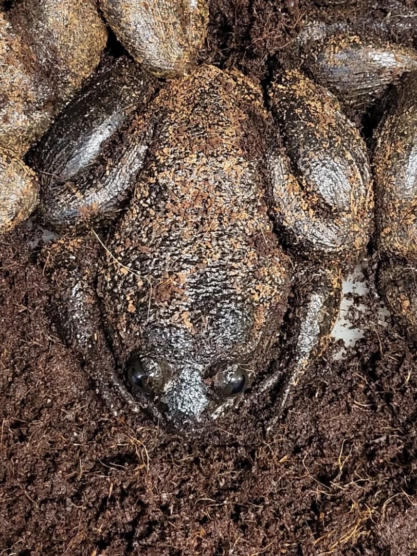 Giant slippery frog - Conraua robusta