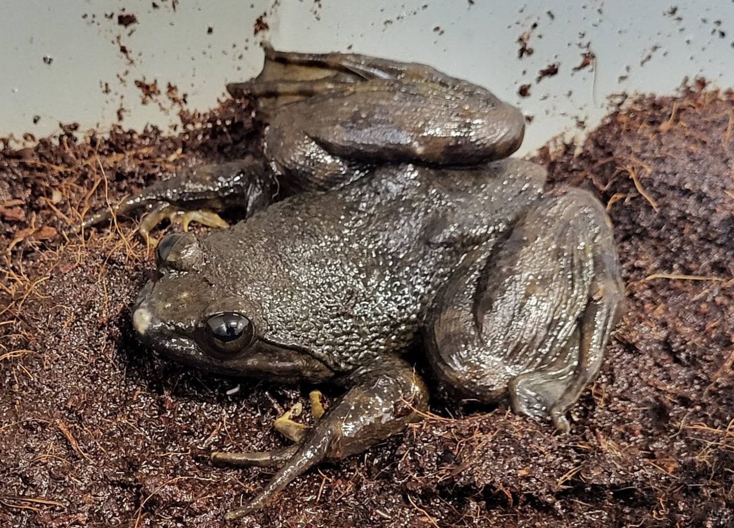 Giant slippery frog - Conraua robusta