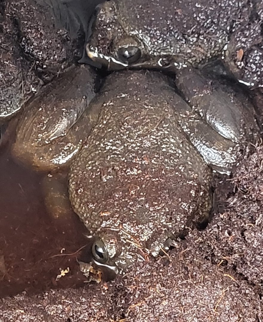 Giant slippery frog - Conraua robusta