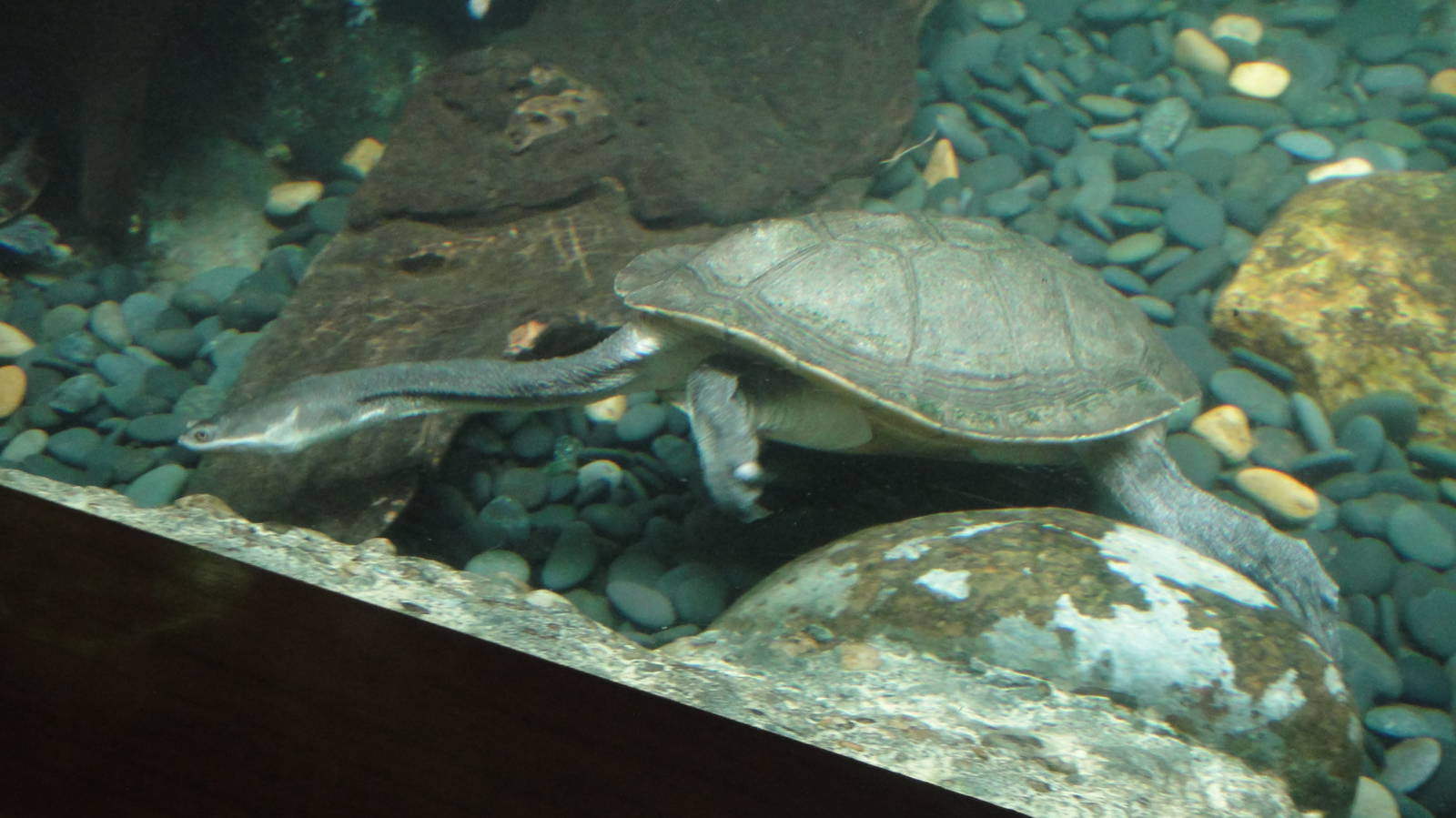 Giant snake-necked turtle at Bronx zoo 2014-12-29