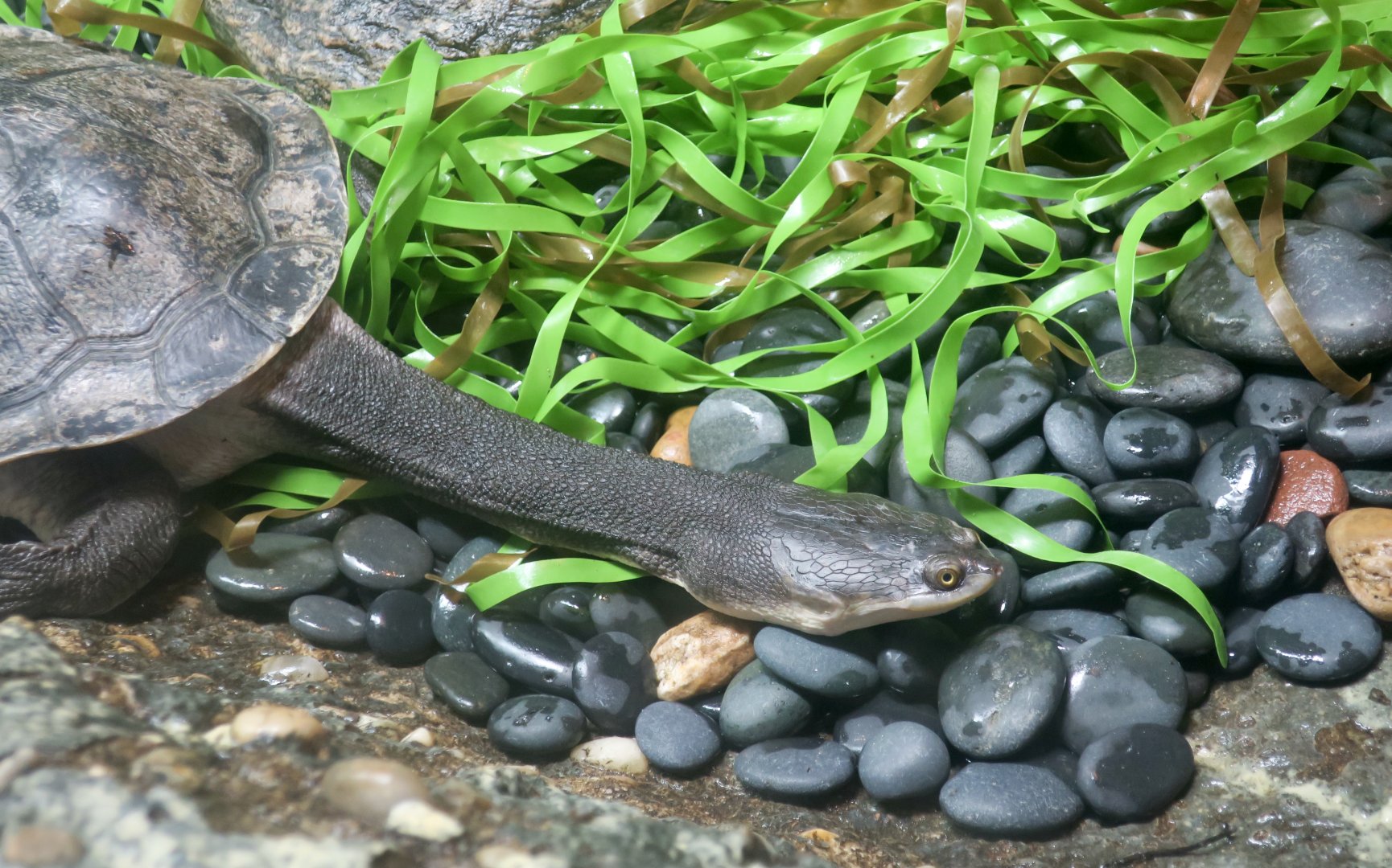 Giant Snake-Necked Turtle (Chelodina expansa)