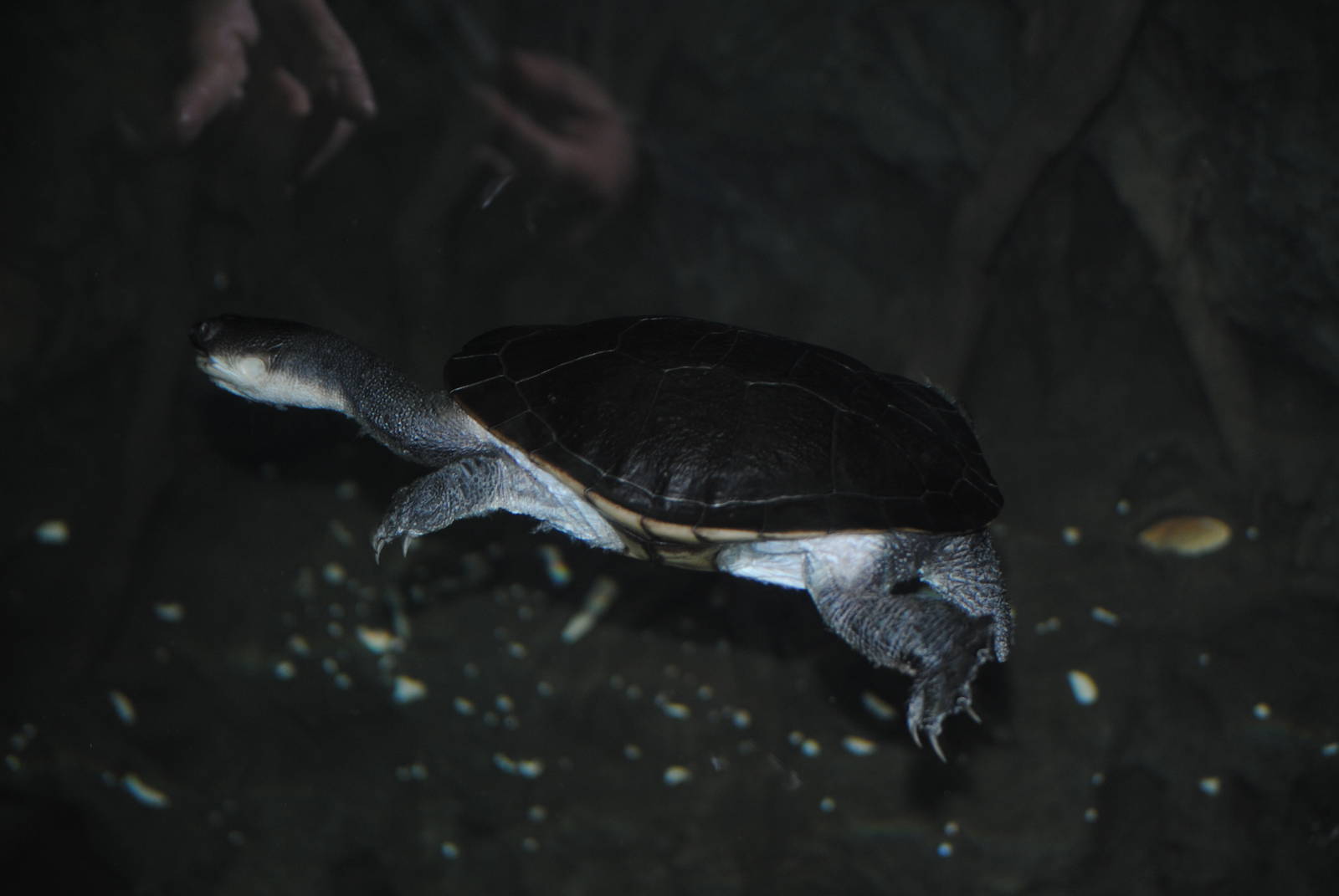 Giant Snake-Necked Turtle