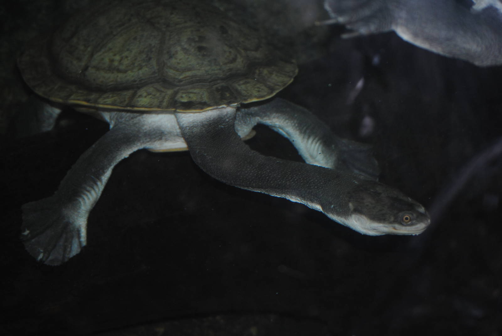 Giant Snake-Necked Turtle