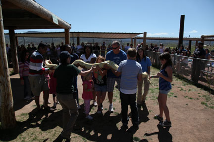 giant snake show