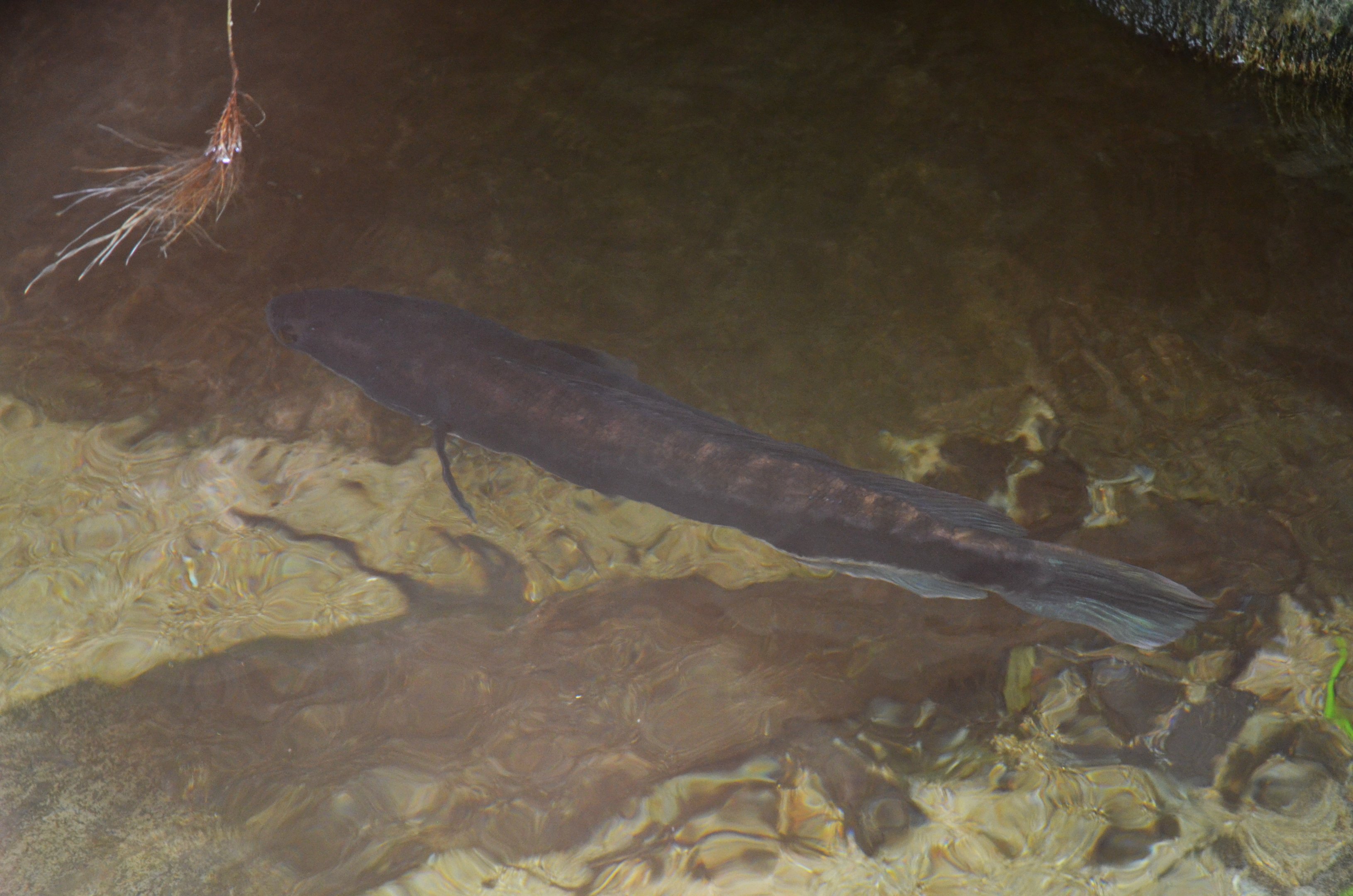 GIant Snakehead at Beauval, 12/06/18