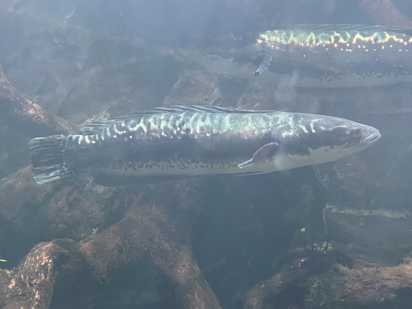 giant snakehead (channa micropeltes) (1) - dunia air tawar