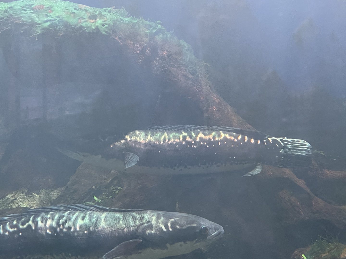 giant snakehead (channa micropeltes) (2) - dunia air tawar