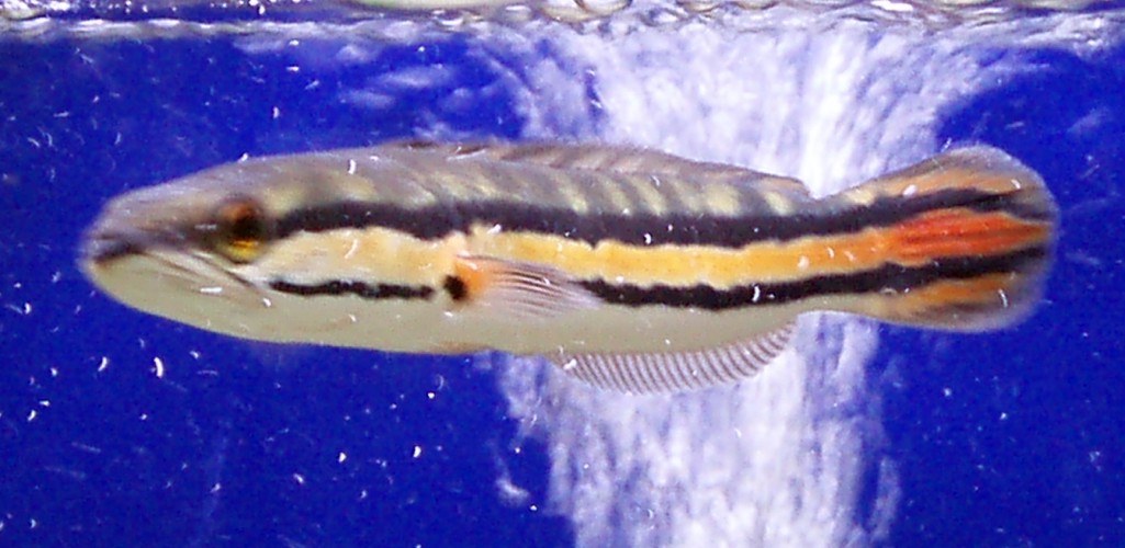 Giant Snakehead (Channa micropeltes)