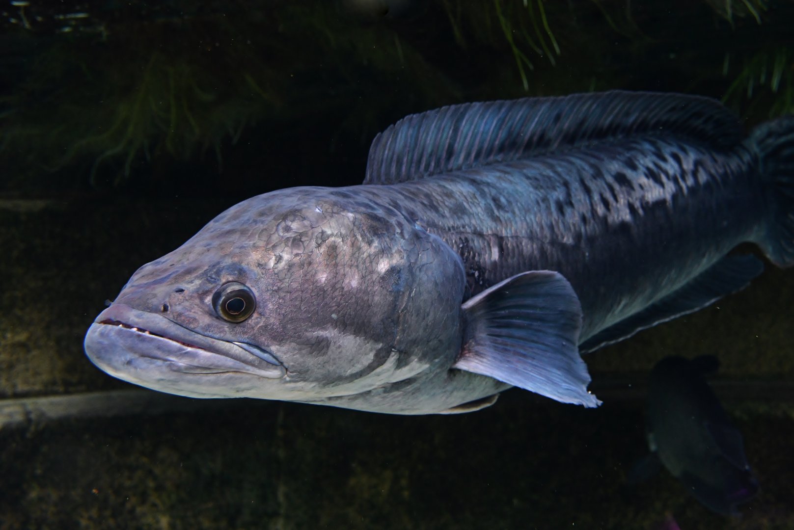 Giant Snakehead (Channa micropeltes)