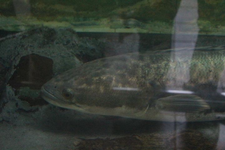 Giant snakehead (Channa micropeltes)