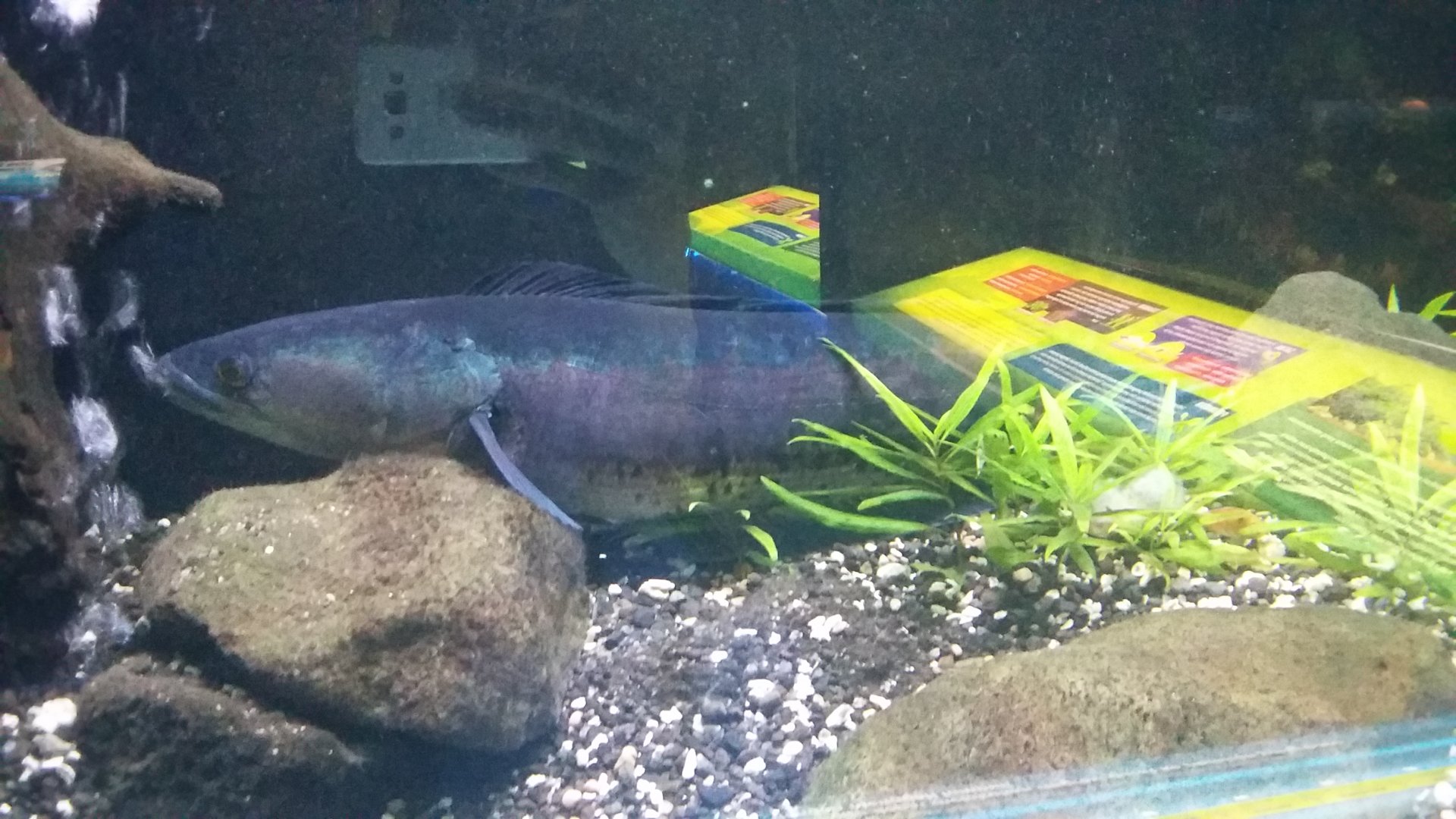 Giant snakehead (Channa micropeltes)