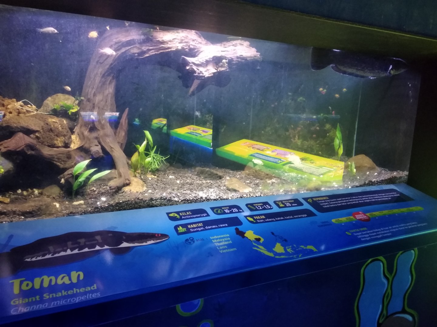 Giant snakehead information panel