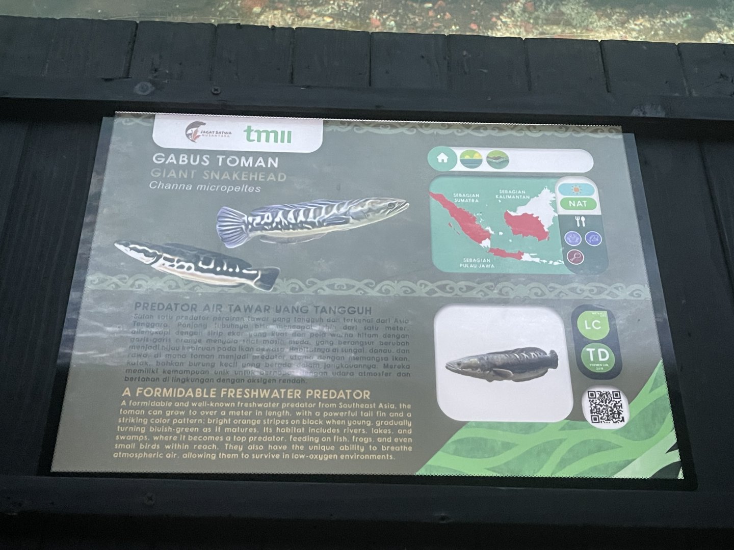 giant snakehead signage - dunia air tawar