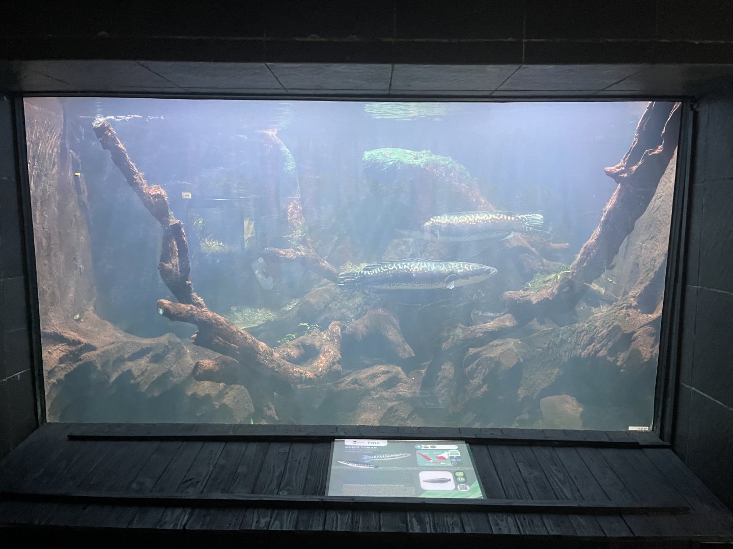 giant snakehead tank - dunia air tawar