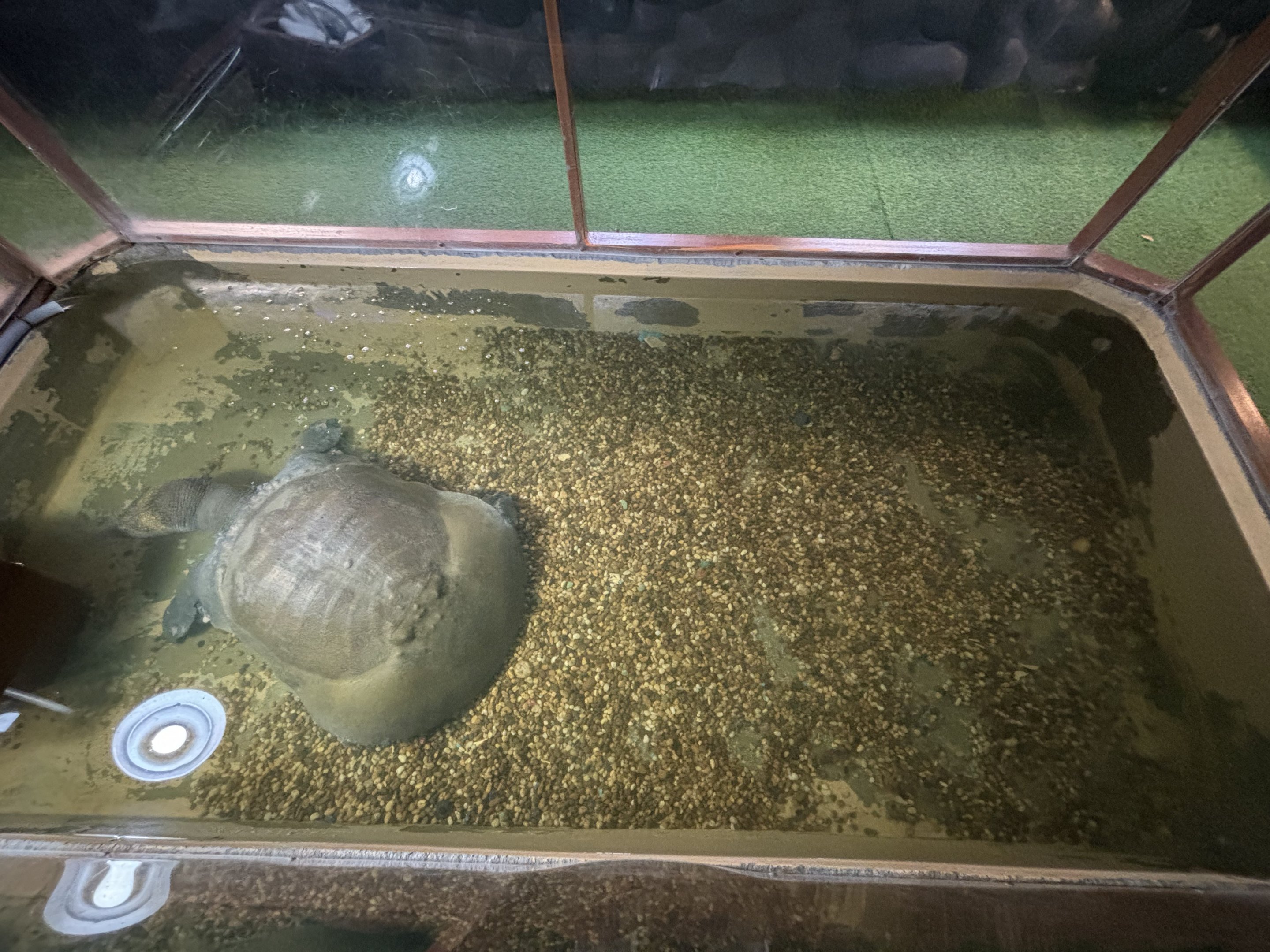 Giant Soft-shelled Turtle Exhibit