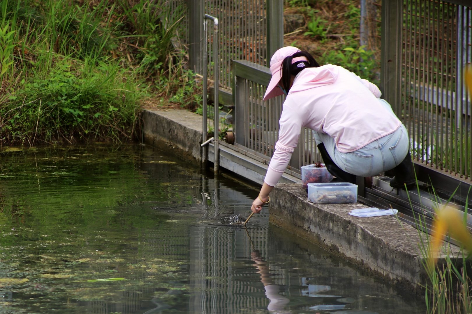Giant Softshell Turtle Feeding