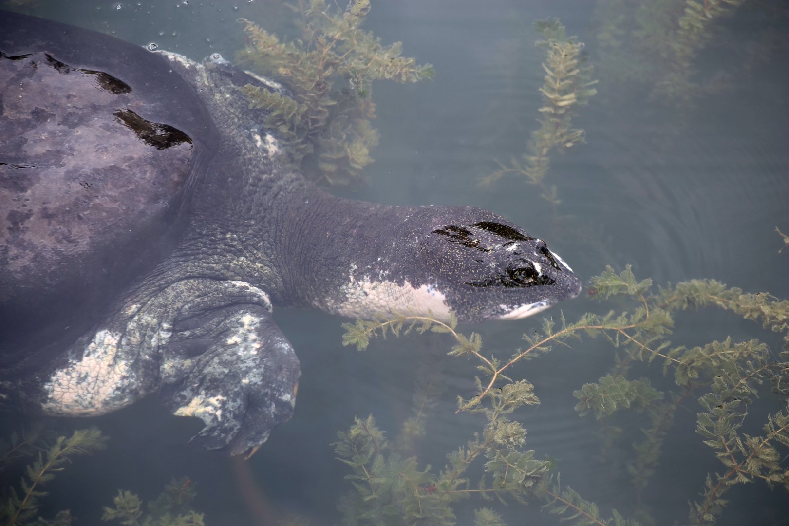 Giant Softshell Turtle Portrait