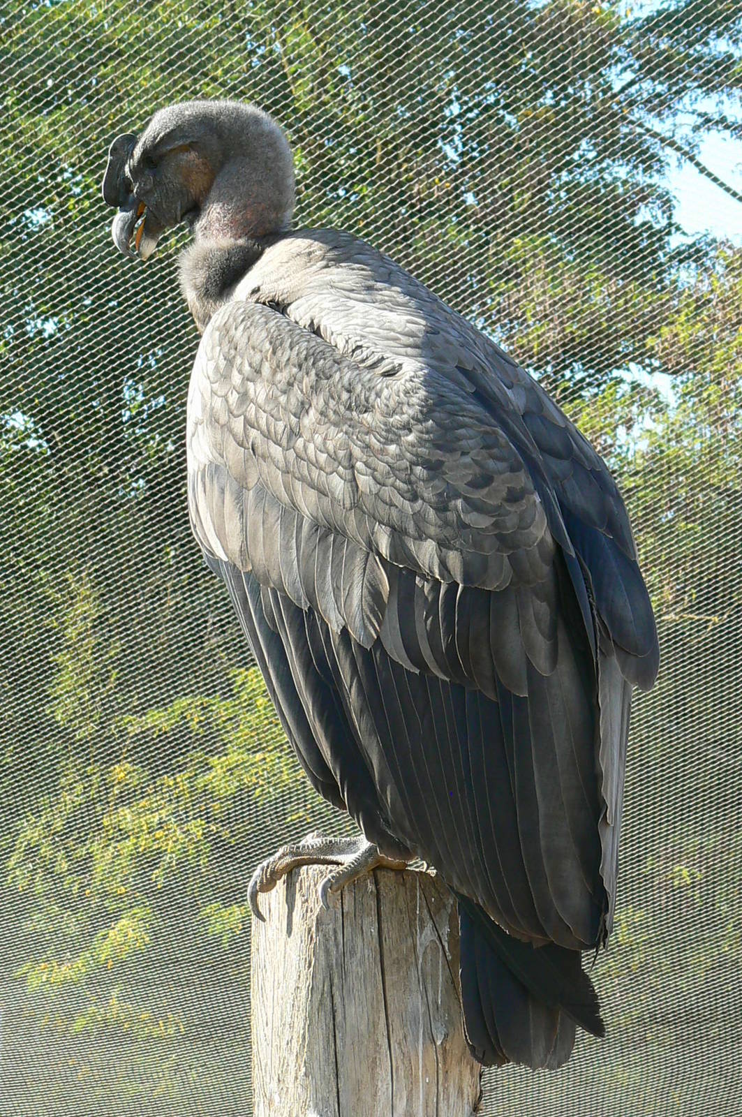 Giant south american aviary - Andean condor