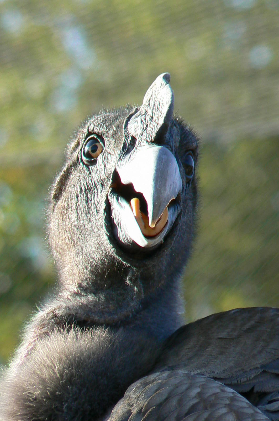 Giant south american aviary - Andean condor