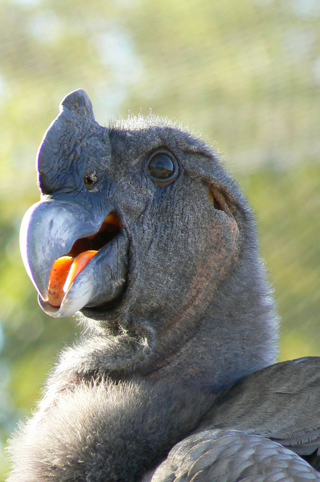 Giant south american aviary - Andean condor