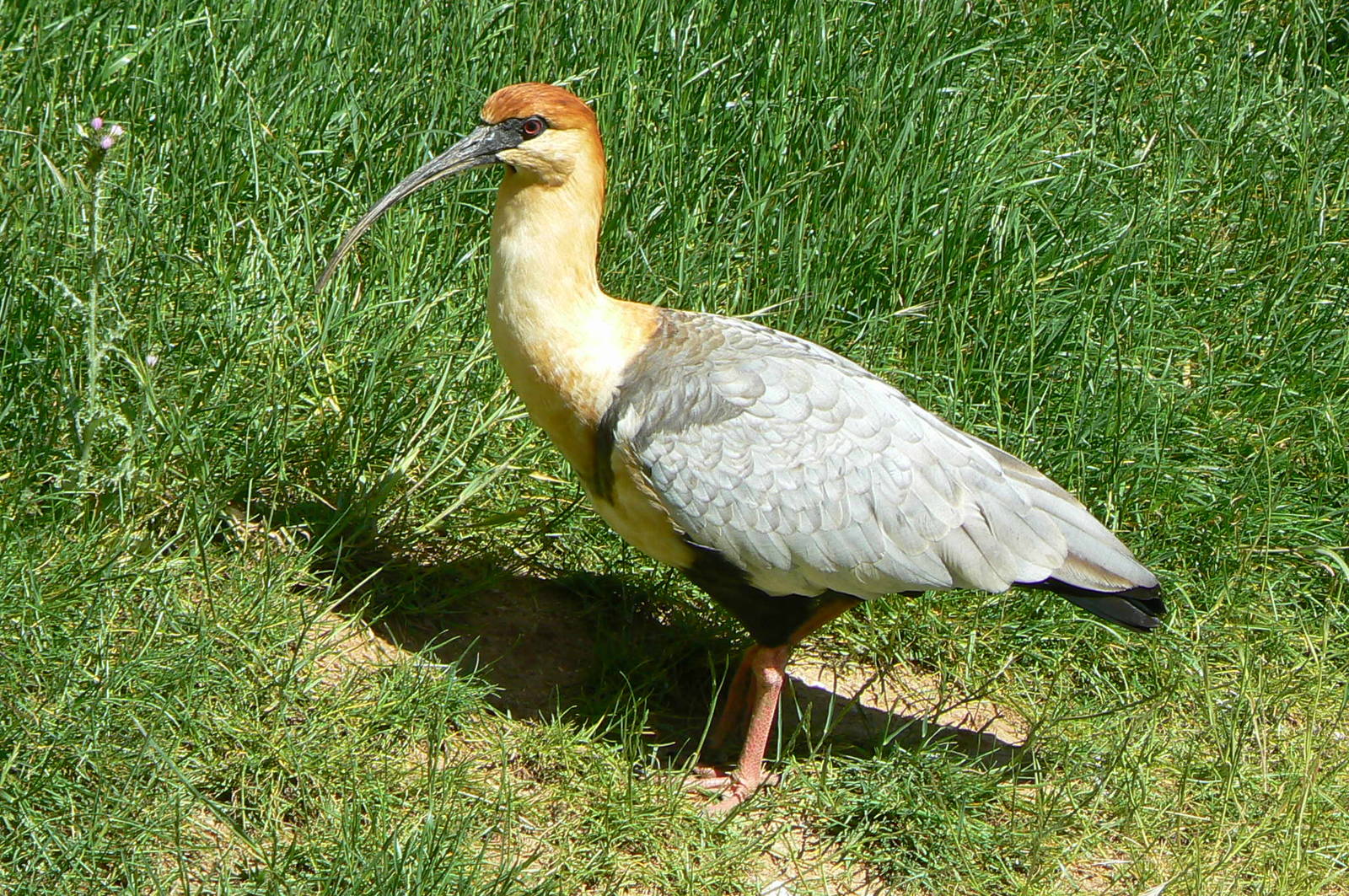 Giant south american aviary - Black-faced ibis