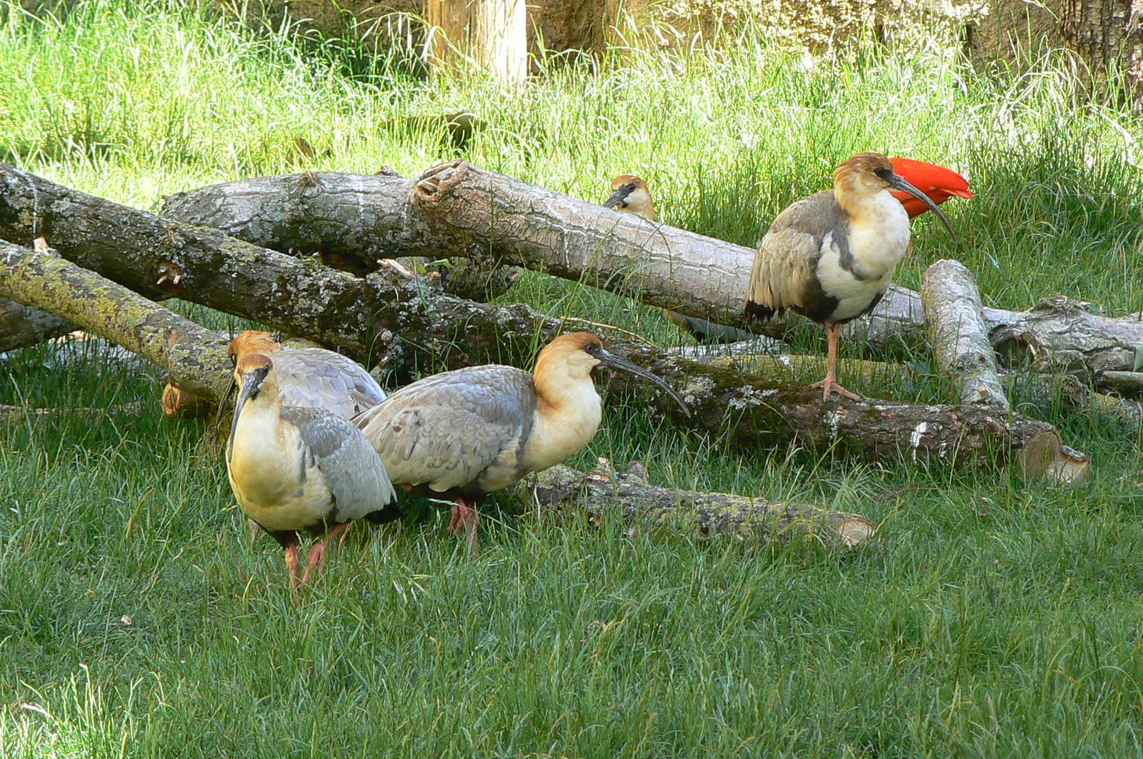 Giant south american aviary - Black-faced ibisses