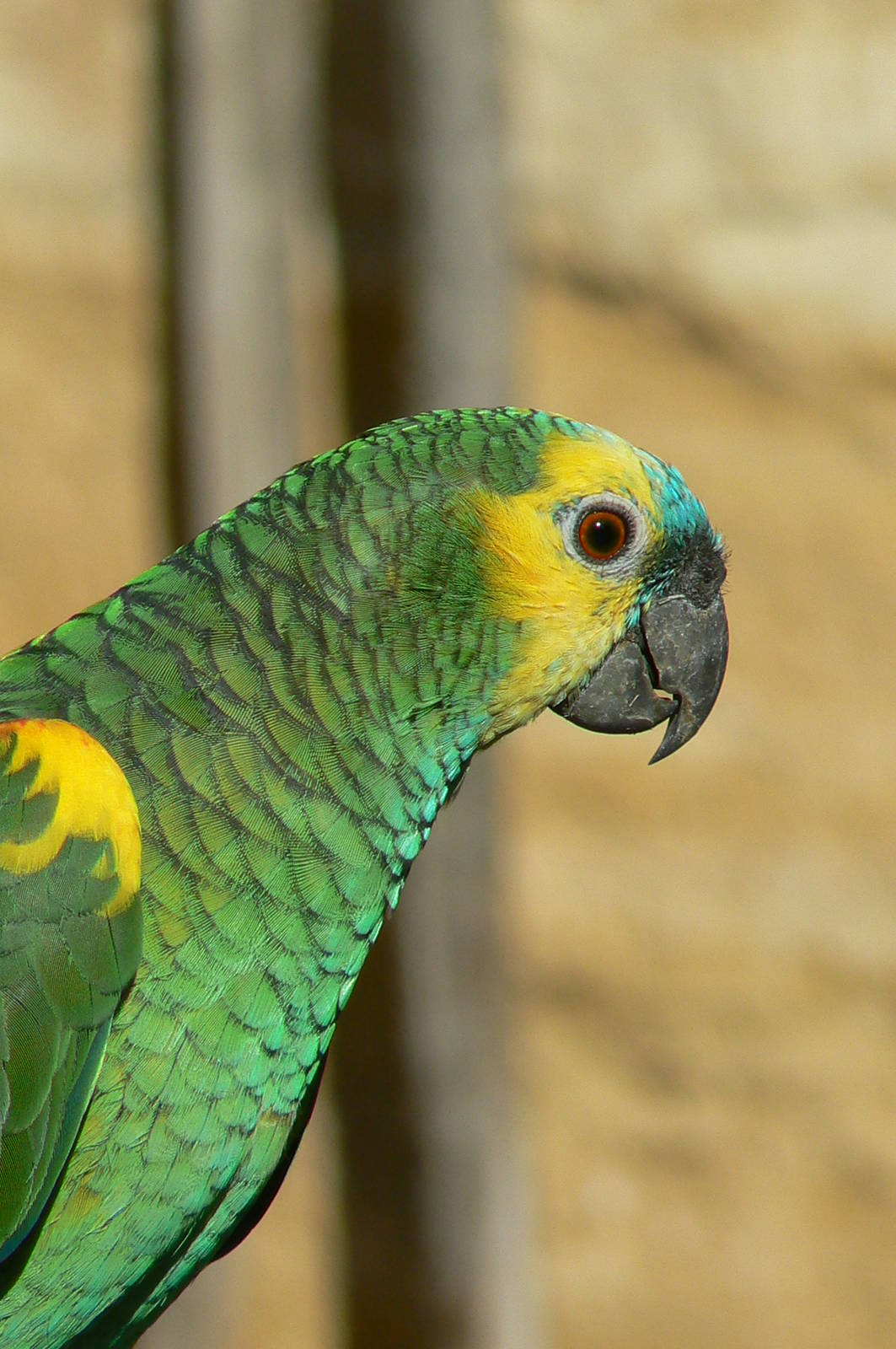 Giant south american aviary - Blue-fronted amazon
