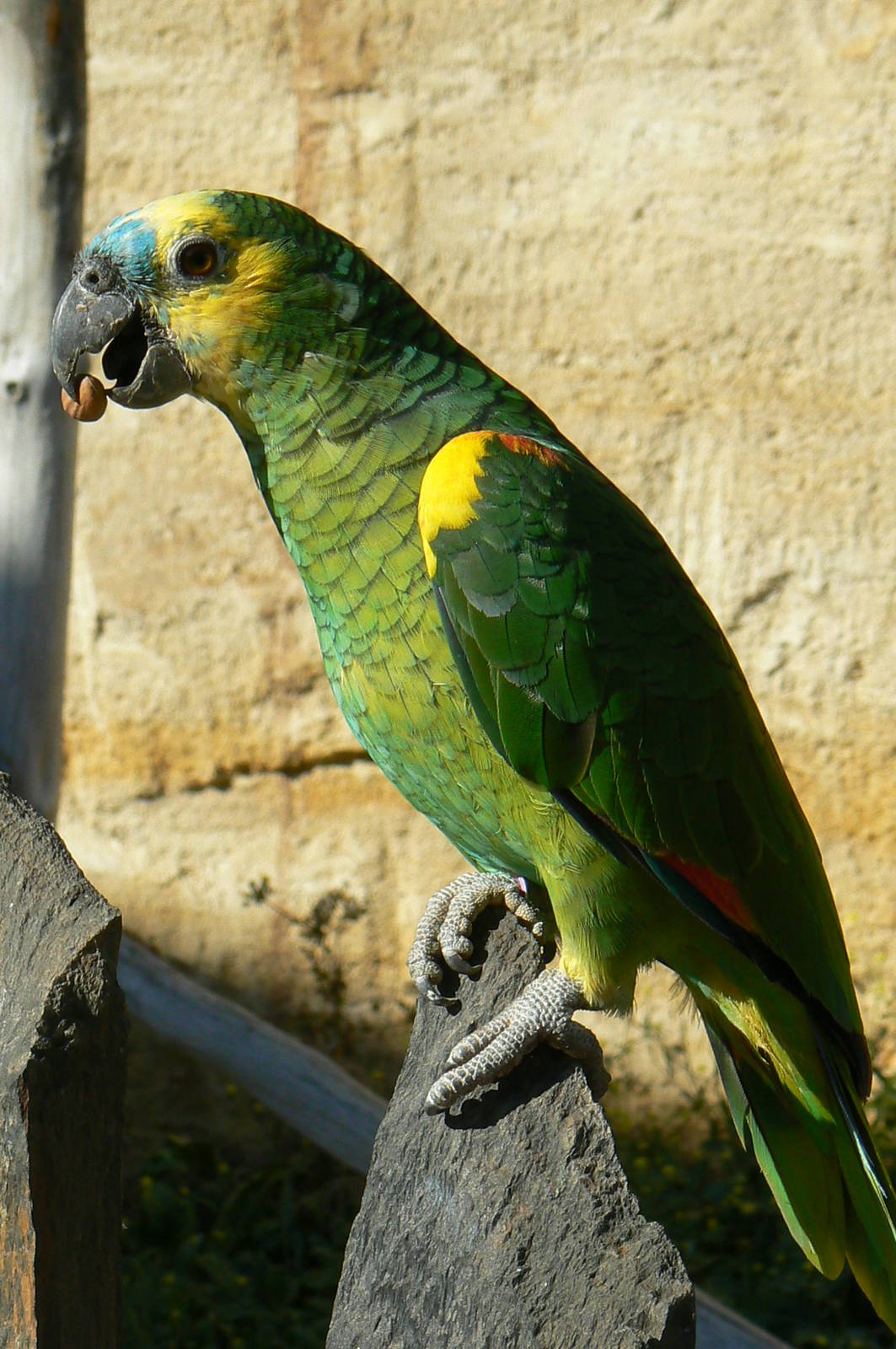 Giant south american aviary - Blue-fronted amazon