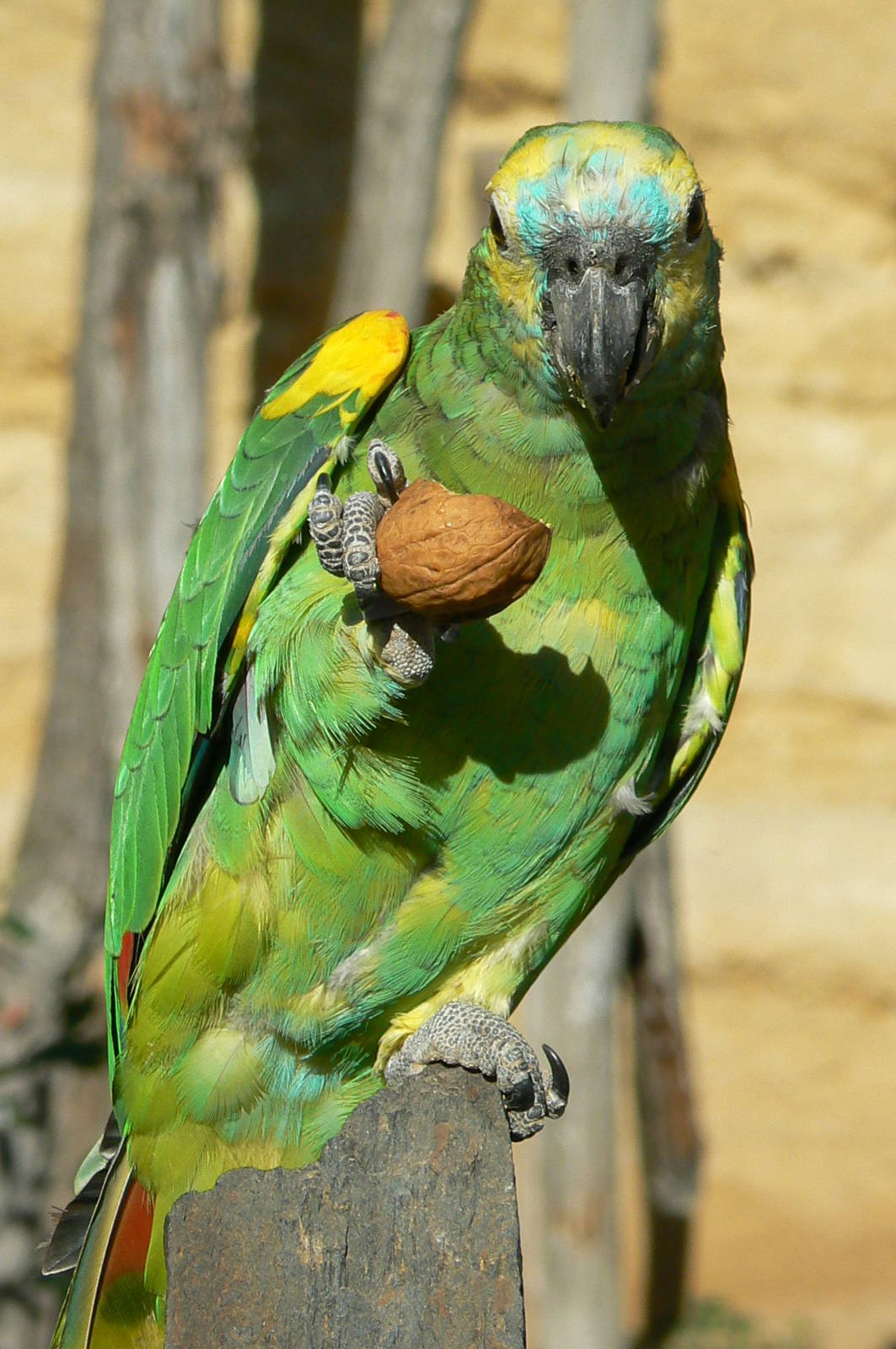 Giant south american aviary - Blue-fronted amazon
