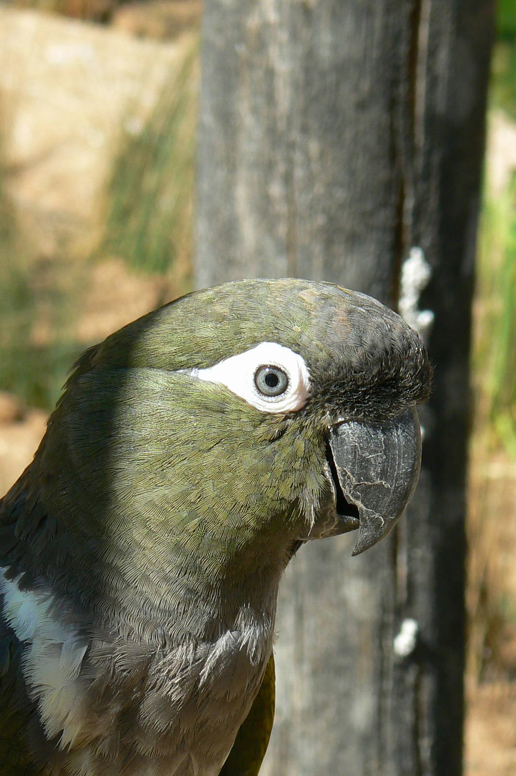 Giant south american aviary - Chilean burrowing parrot