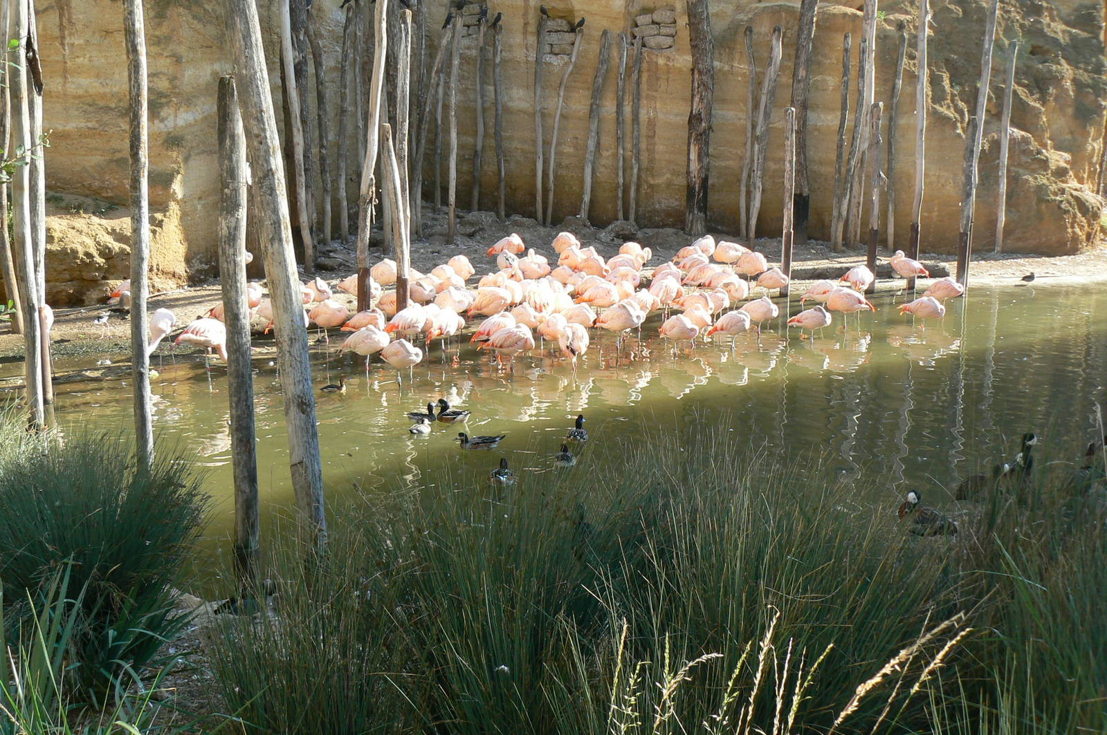 Giant south american aviary - Chilean flamingos' pond