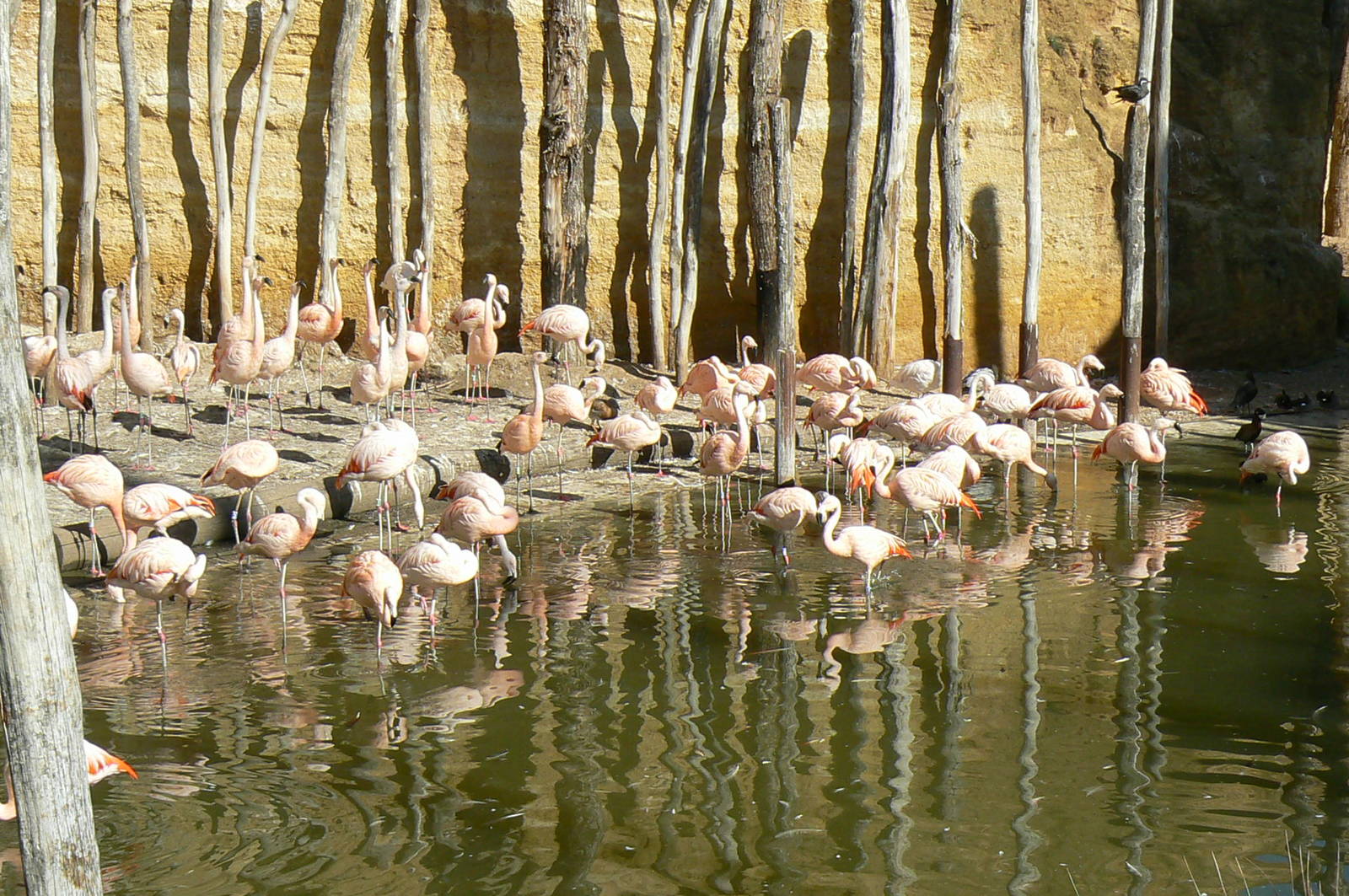 Giant south american aviary - Chilean flamingos' pond